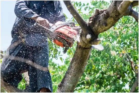 tree services McColl